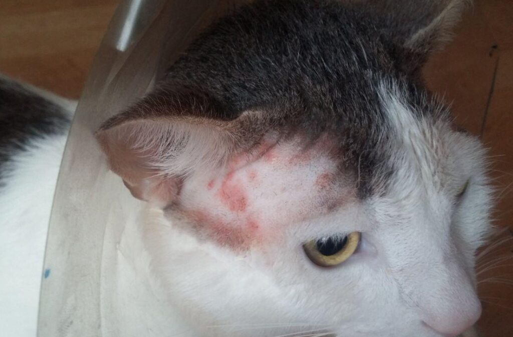 貓癬 皮膚病