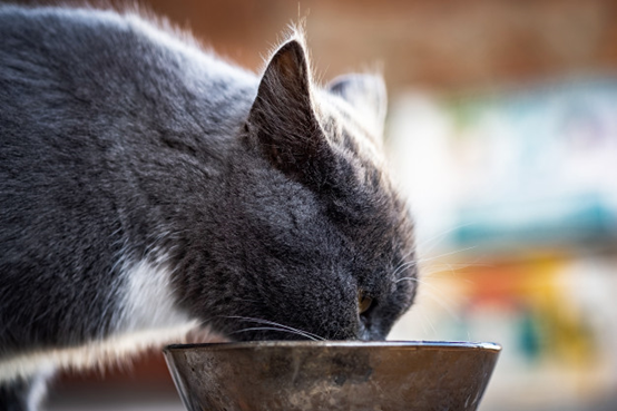 貓貓 飲水