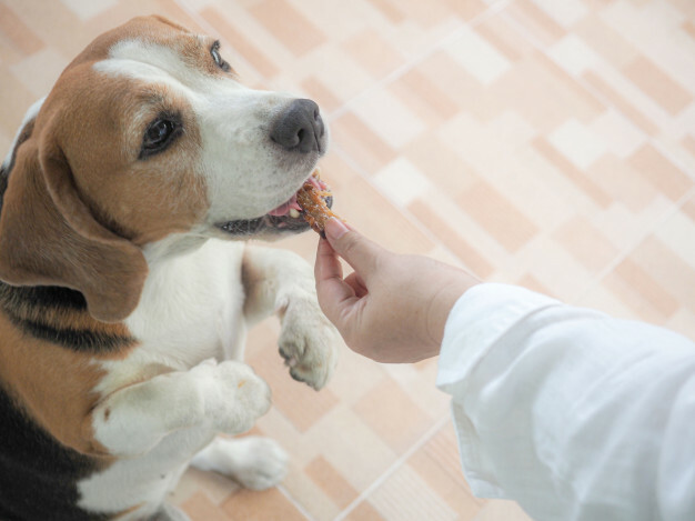 This image has an empty alt attribute; its file name is girl-feeding-cute-beagle-dog-from-her-hand-love-care-concept_37753-201.jpg