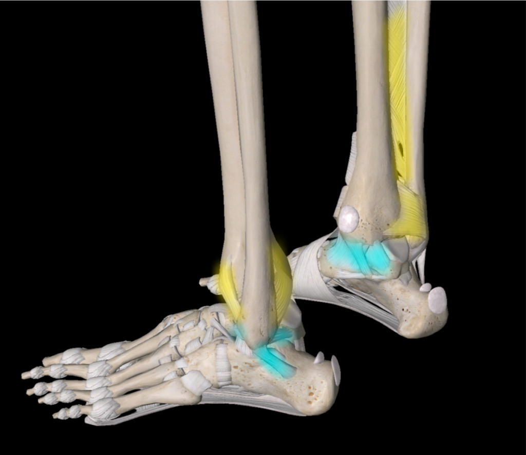 治未病-自然療法-運動科學-腳踝扭傷