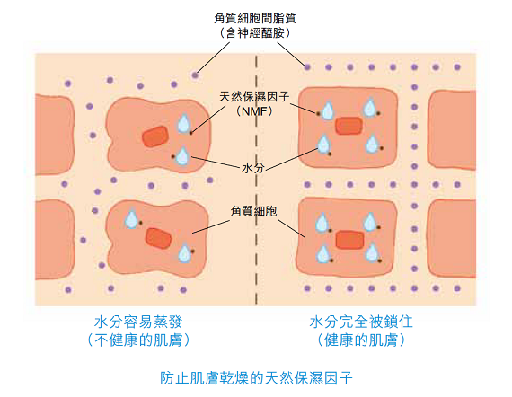 治未病-護膚聖經-鑽石美肌-仲夏-亮白肌膚