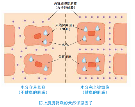 治未病-護膚聖經-美肌教主-皮膚防曬